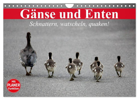 Gänse und Enten. Schnattern, watscheln, quaken! (Wandkalender 2026 DIN A4 quer), CALVENDO Monatskalender