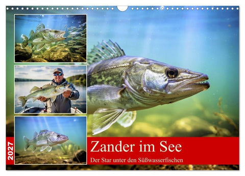 Zander im See (Wandkalender 2027 DIN A3 quer), CALVENDO Monatskalender