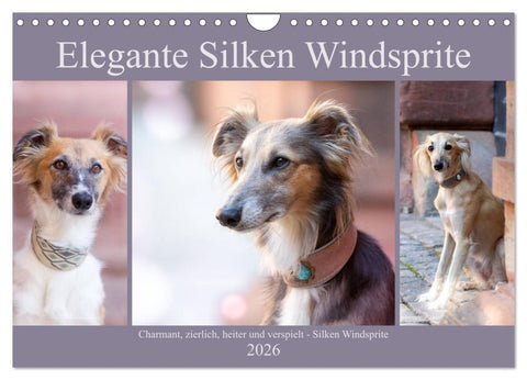 Elegante Silken Windsprite (Wandkalender 2026 DIN A4 quer), CALVENDO Monatskalender