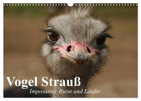 Vogel Strauß. Imposanter Riese und Läufer (Wandkalender 2027 DIN A3 quer), CALVENDO Monatskalender