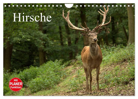 Hirsche (Wandkalender 2026 DIN A4 quer), CALVENDO Monatskalender
