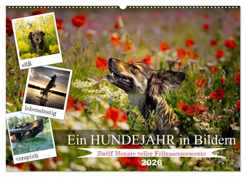 Ein Hundejahr in Bildern (Wandkalender 2026 DIN A2 quer), CALVENDO Monatskalender