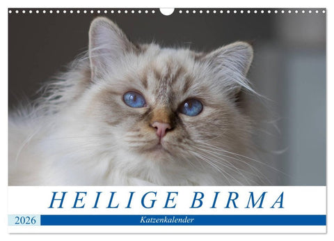 Heilige Birma Katzenkalender (Wandkalender 2026 DIN A3 quer), CALVENDO Monatskalender