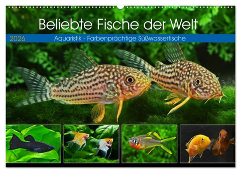 Beliebte Fische der Welt (Wandkalender 2026 DIN A2 quer), CALVENDO Monatskalender