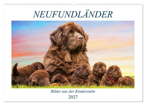 Neufundländer - Bilder aus der Kinderstube (Wandkalender 2027 DIN A2 quer), CALVENDO Monatskalender
