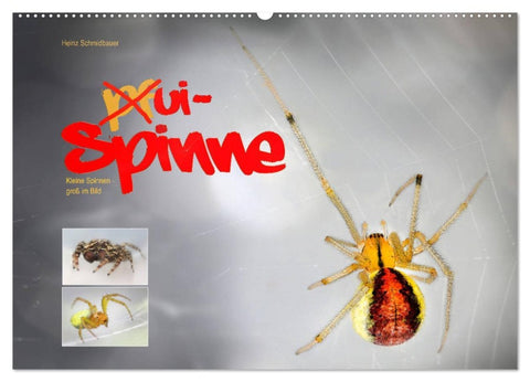 ui - Spinne. Kleine Spinnen - groß im Bild (Wandkalender 2026 DIN A2 quer), CALVENDO Monatskalender
