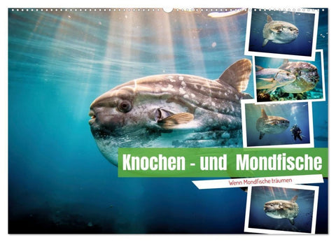 Knochen - und Mondfische (Wandkalender 2027 DIN A2 quer), CALVENDO Monatskalender