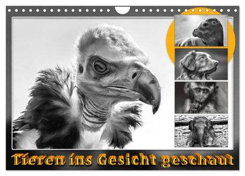 Tieren ins Gesicht geschaut (Wandkalender 2027 DIN A4 quer), CALVENDO Monatskalender
