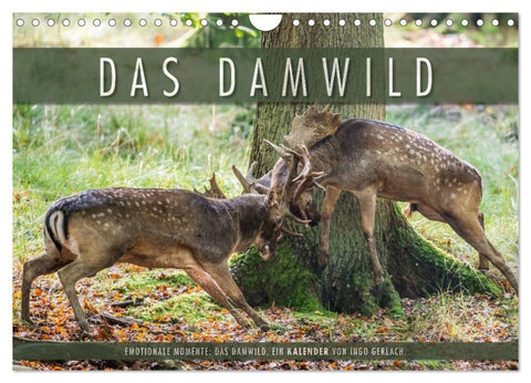Emotionale Momente: Das Damwild. (Wandkalender 2027 DIN A4 quer), CALVENDO Monatskalender