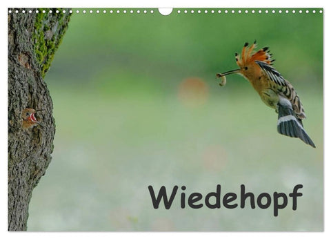 Wiedehopf (Wandkalender 2027 DIN A3 quer), CALVENDO Monatskalender