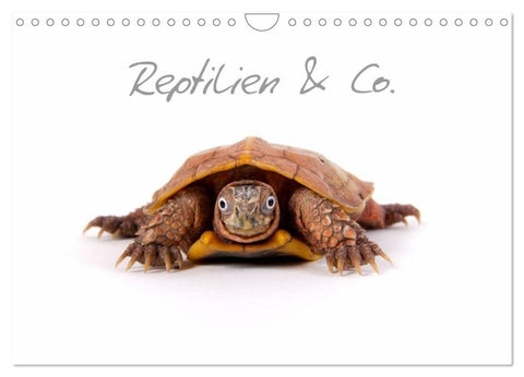 Reptilien & Co. (Wandkalender 2027 DIN A4 quer), CALVENDO Monatskalender