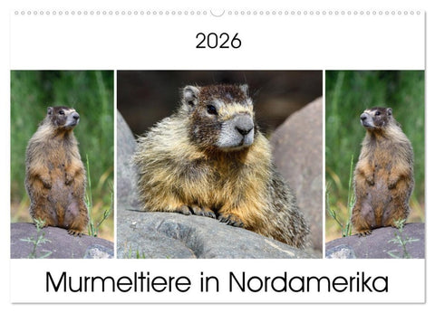 Murmeltiere in Nordamerika (Wandkalender 2026 DIN A2 quer), CALVENDO Monatskalender