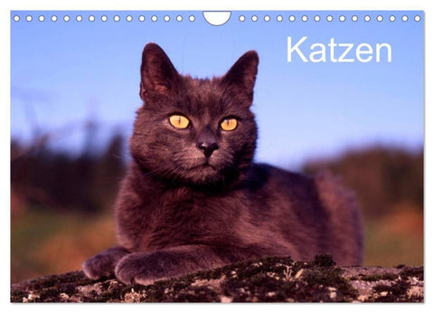 Katzen (Wandkalender 2027 DIN A4 quer), CALVENDO Monatskalender