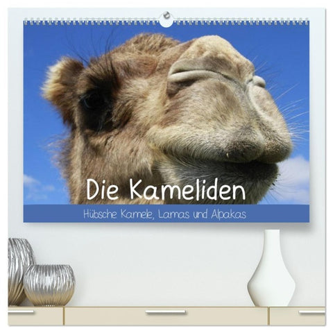 Die Kameliden. Hübsche Kamele, Lamas und Alpakas (hochwertiger Premium Wandkalender 2027 DIN A2 quer), Kunstdruck in Hochglanz