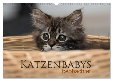 Katzenbabys beobachtet (Wandkalender 2026 DIN A3 quer), CALVENDO Monatskalender