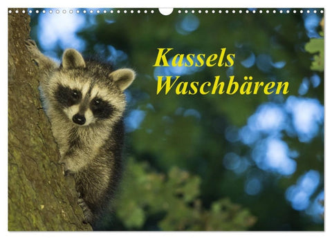 Kassels Waschbären (Wandkalender 2027 DIN A3 quer), CALVENDO Monatskalender