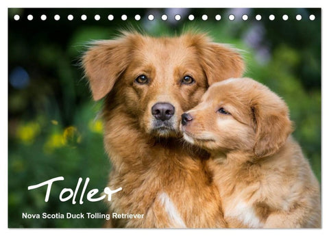 Toller - Nova Scotia Duck Tolling Retriever (Tischkalender 2027 DIN A5 quer), CALVENDO Monatskalender