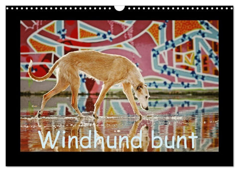 Windhund bunt (Wandkalender 2026 DIN A3 quer), CALVENDO Monatskalender