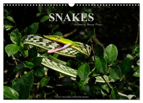 SNAKES / UK-Version (Wall Calendar 2026 DIN A3 landscape), CALVENDO 12 Month Wall Calendar