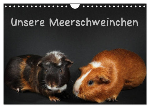 Unsere Meerschweinchen (Wandkalender 2027 DIN A4 quer), CALVENDO Monatskalender