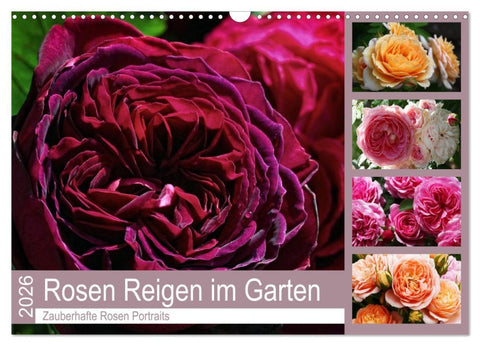 Rosen Reigen im Garten (Wandkalender 2026 DIN A3 quer), CALVENDO Monatskalender