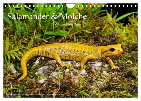 Salamander und Molche (Wandkalender 2027 DIN A4 quer), CALVENDO Monatskalender