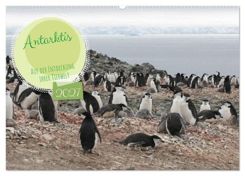 Antarktis Auf der Entdeckung ihrer Tierwelt (Wandkalender 2027 DIN A2 quer), CALVENDO Monatskalender