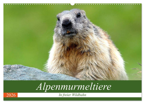 Alpenmurmeltiere in freier Wildbahn (Wandkalender 2026 DIN A2 quer), CALVENDO Monatskalender