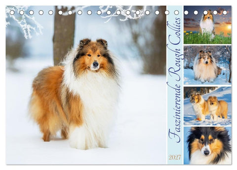 Faszinierende Rough Collies (Tischkalender 2027 DIN A5 quer), CALVENDO Monatskalender