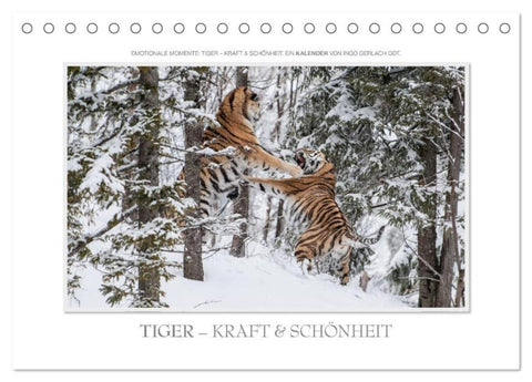 Emotionale Momente: Tiger - Kraft & Schönheit. / CH-Version (Tischkalender 2027 DIN A5 quer), CALVENDO Monatskalender