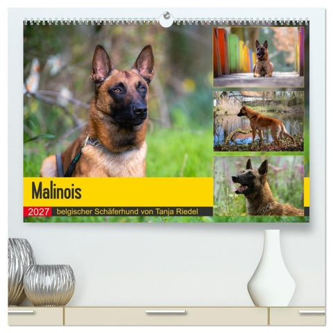 Malinois - belgischer Schäferhund (hochwertiger Premium Wandkalender 2027 DIN A2 quer), Kunstdruck in Hochglanz