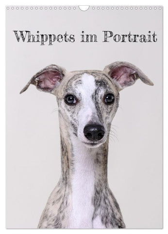 Whippets im Portrait (Wandkalender 2027 DIN A3 hoch), CALVENDO Monatskalender