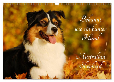 Bekannt wie ein bunter Hund. Australian Shepherd (Wandkalender 2026 DIN A3 quer), CALVENDO Monatskalender