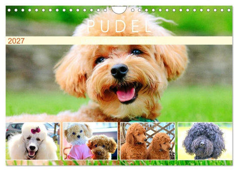 Pudel. Lustige Allrounder im Wollfell (Wandkalender 2027 DIN A4 quer), CALVENDO Monatskalender