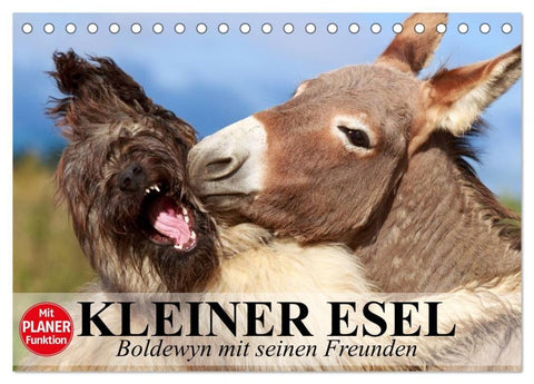 Kleiner Esel. Boldewyn mit seinen Freunden (Tischkalender 2027 DIN A5 quer), CALVENDO Monatskalender