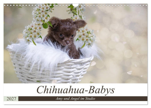 Chihuahua-Babys - Amy und Angel im Studio (Wandkalender 2027 DIN A3 quer), CALVENDO Monatskalender