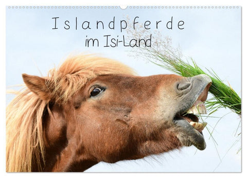Islandpferde im Isi-Land (Wandkalender 2027 DIN A2 quer), CALVENDO Monatskalender