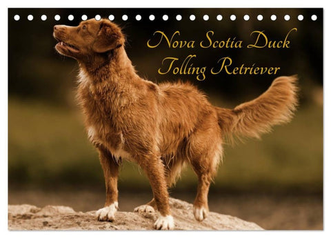 Nova Scotia Duck Tolling Retriever (Tischkalender 2027 DIN A5 quer), CALVENDO Monatskalender