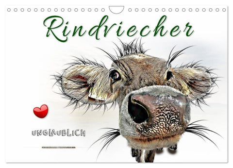 Rindviecher unglaublich (Wandkalender 2027 DIN A4 quer), CALVENDO Monatskalender