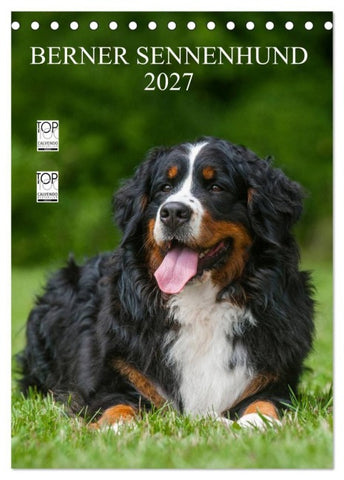 Berner Sennenhund 2027 (Tischkalender 2027 DIN A5 hoch), CALVENDO Monatskalender
