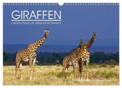 GIRAFFEN - Liebliche Riesen der afrikanischen Savanne (Wandkalender 2027 DIN A3 quer), CALVENDO Monatskalender