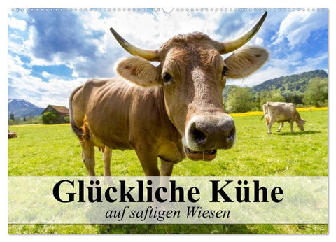 Glückliche Kühe auf saftigen Wiesen (Wandkalender 2026 DIN A2 quer), CALVENDO Monatskalender