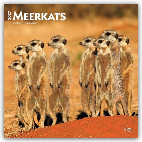 Meerkats – Erdmännchen 2027 – 16-Monatskalender