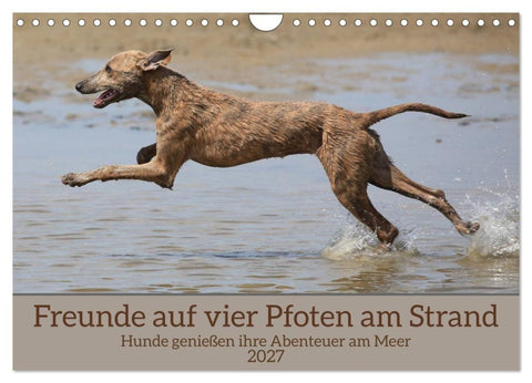 Freunde auf vier Pfoten am Strand (Wandkalender 2027 DIN A4 quer), CALVENDO Monatskalender