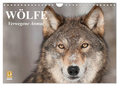 Wölfe. Verwegene Anmut (Wandkalender 2026 DIN A4 quer), CALVENDO Monatskalender