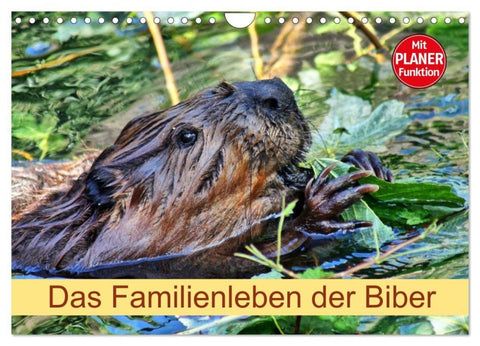 Das Familienleben der Biber (Wandkalender 2027 DIN A4 quer), CALVENDO Monatskalender