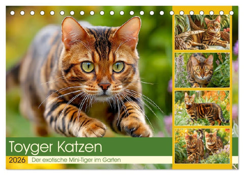 Toyger Katzen. Der exotische Mini-Tiger im Garten (Tischkalender 2026 DIN A5 quer), CALVENDO Monatskalender