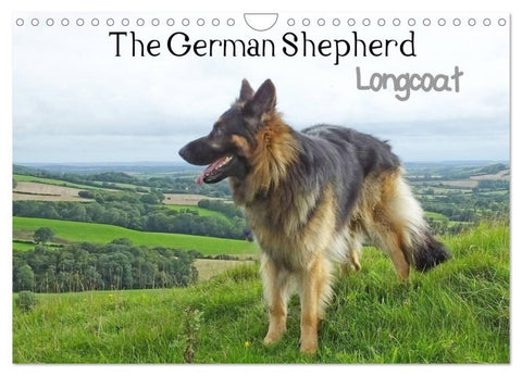 The German Shepherd Longcoat (Wall Calendar 2027 DIN A4 landscape), CALVENDO 12 Month Wall Calendar