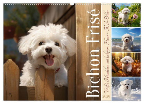 Bichon frisé, weiße Hündchen mit lockigem Haar (Wandkalender 2026 DIN A2 quer), CALVENDO Monatskalender
