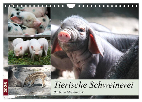Tierische Schweinerei (Wandkalender 2026 DIN A4 quer), CALVENDO Monatskalender